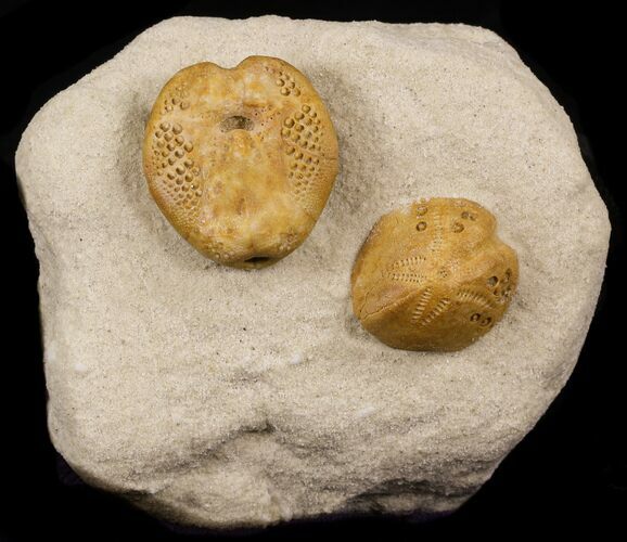 Two Lovenia Sea Urchin Fossil - Beaumaris, Australia #31072
